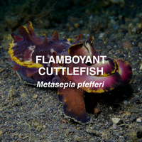 Flamboyant cuttlefish on a dark ocean floor with text overlay