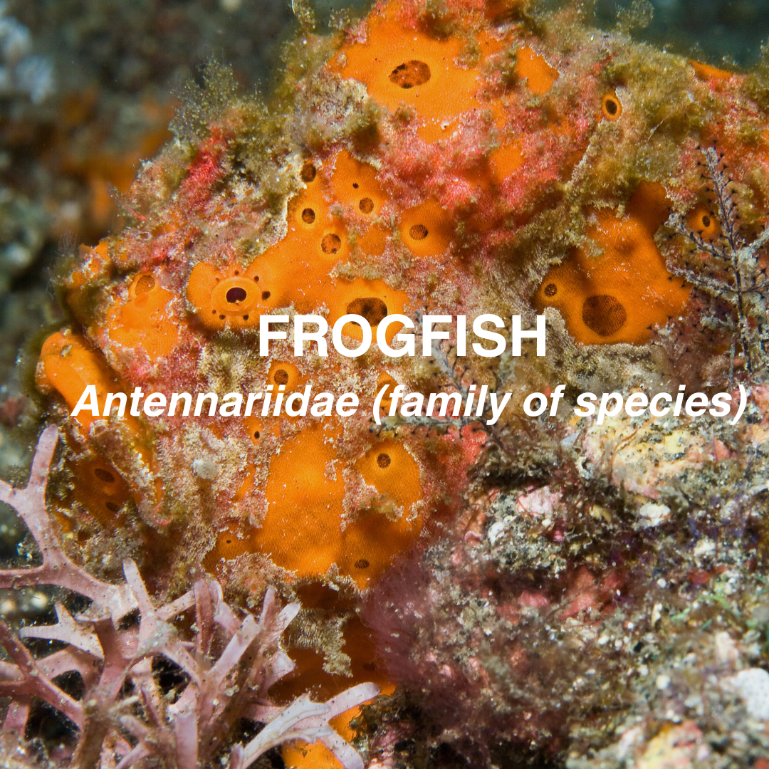 Close-up of a frogfish among coral and sea sponges with text overlay.