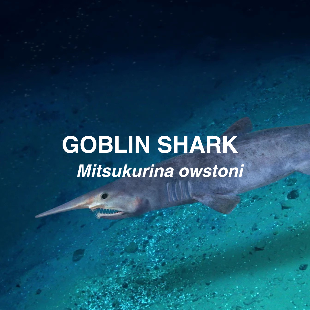 Goblin shark underwater.