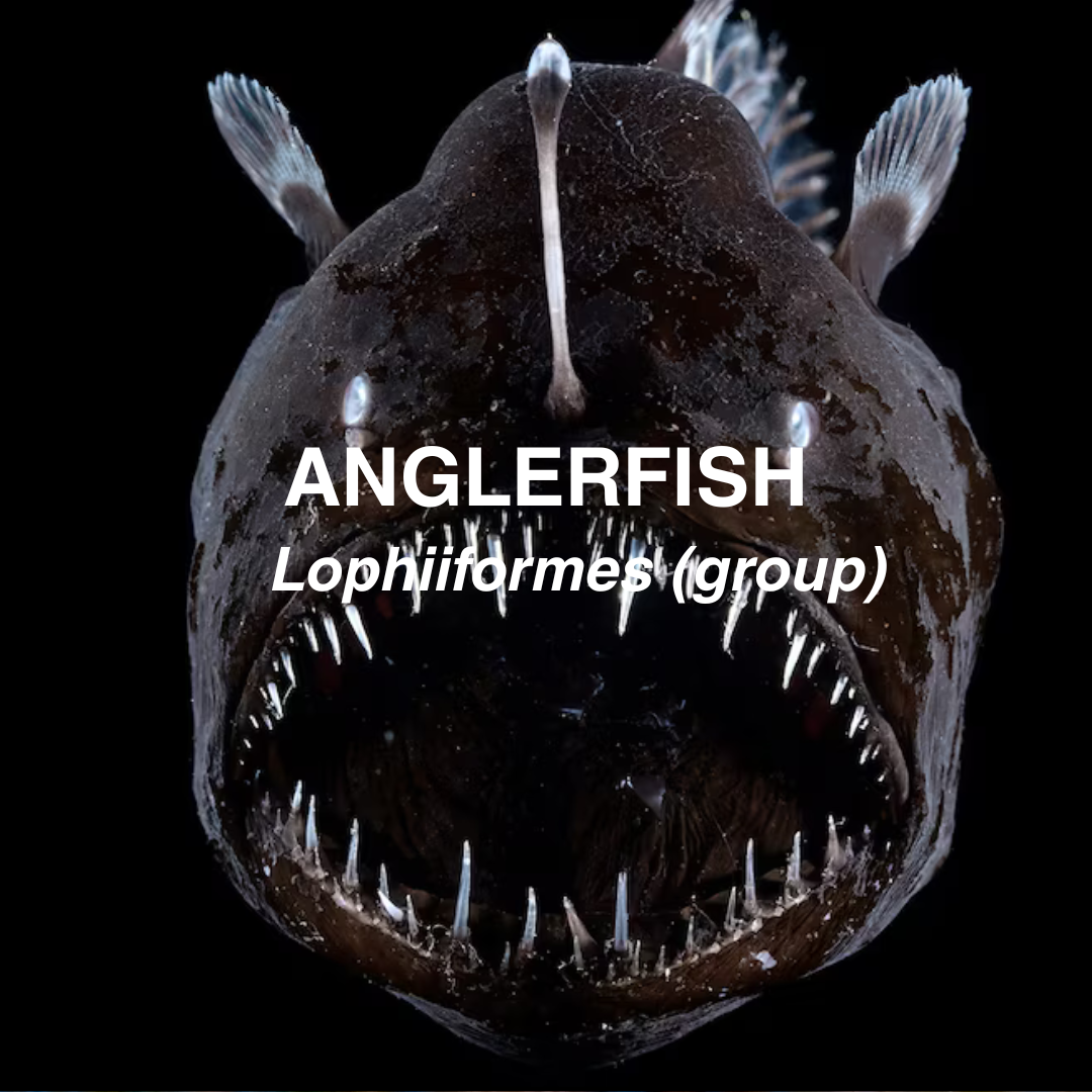 Anglerfish with text indicating its scientific name on a black background