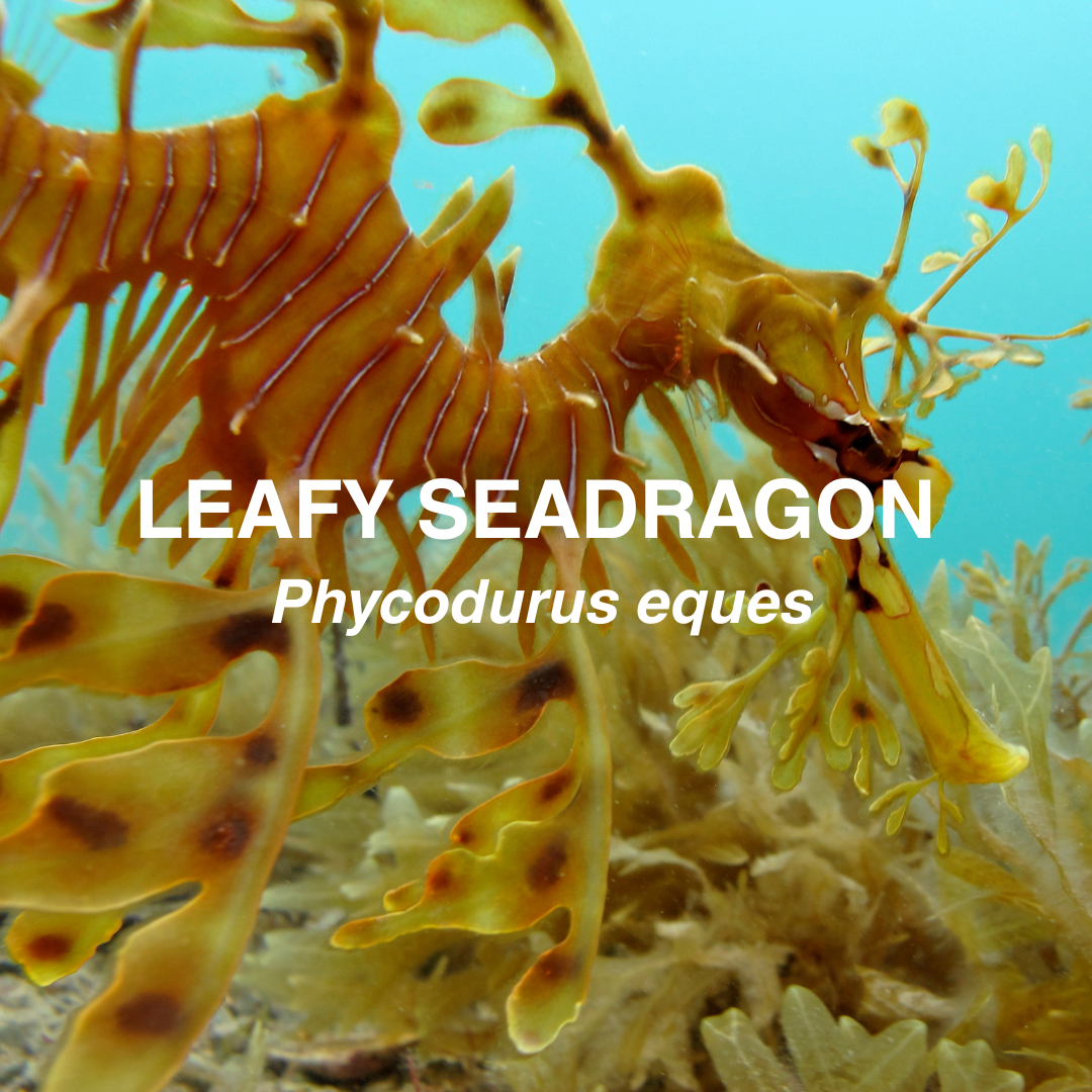 Leafy seadragon camouflage in seaweed with text overlay