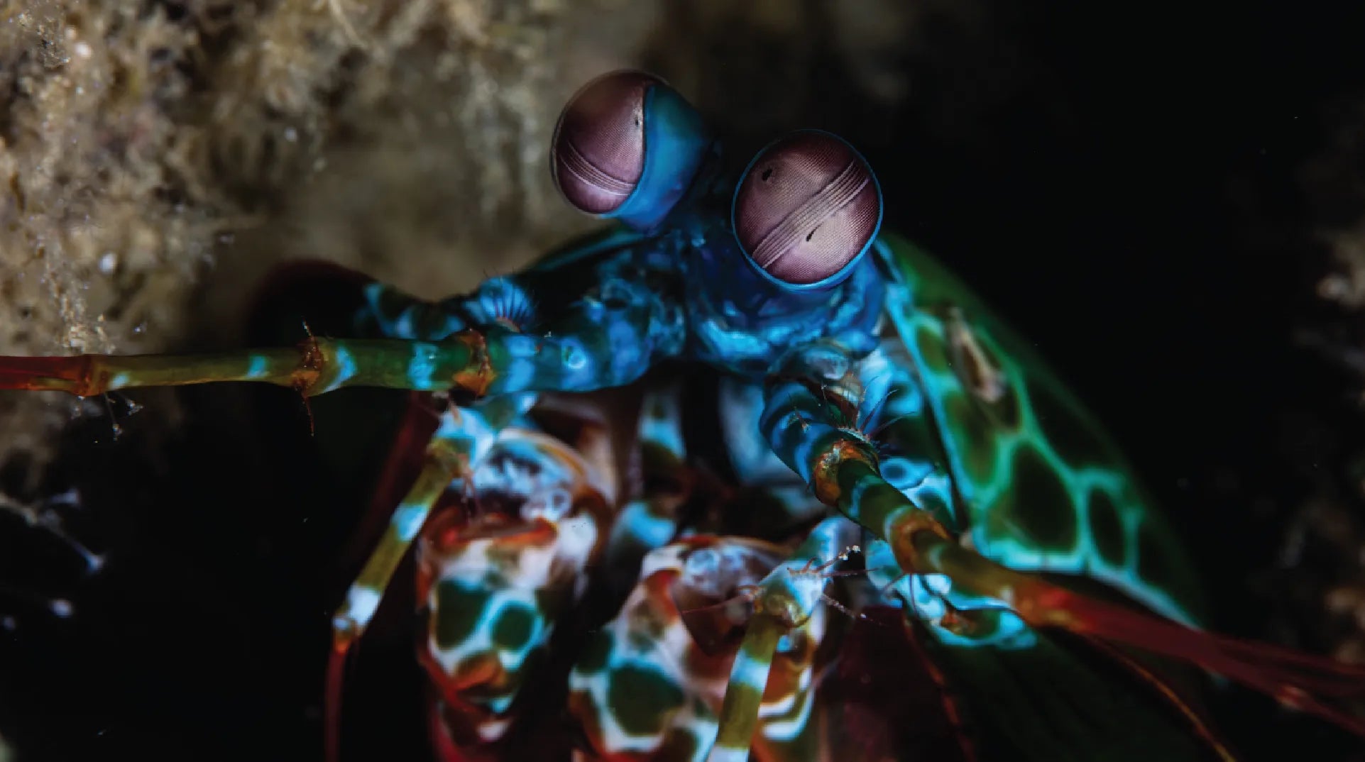 Close-up of a colorful mantis shrimp with a dark background