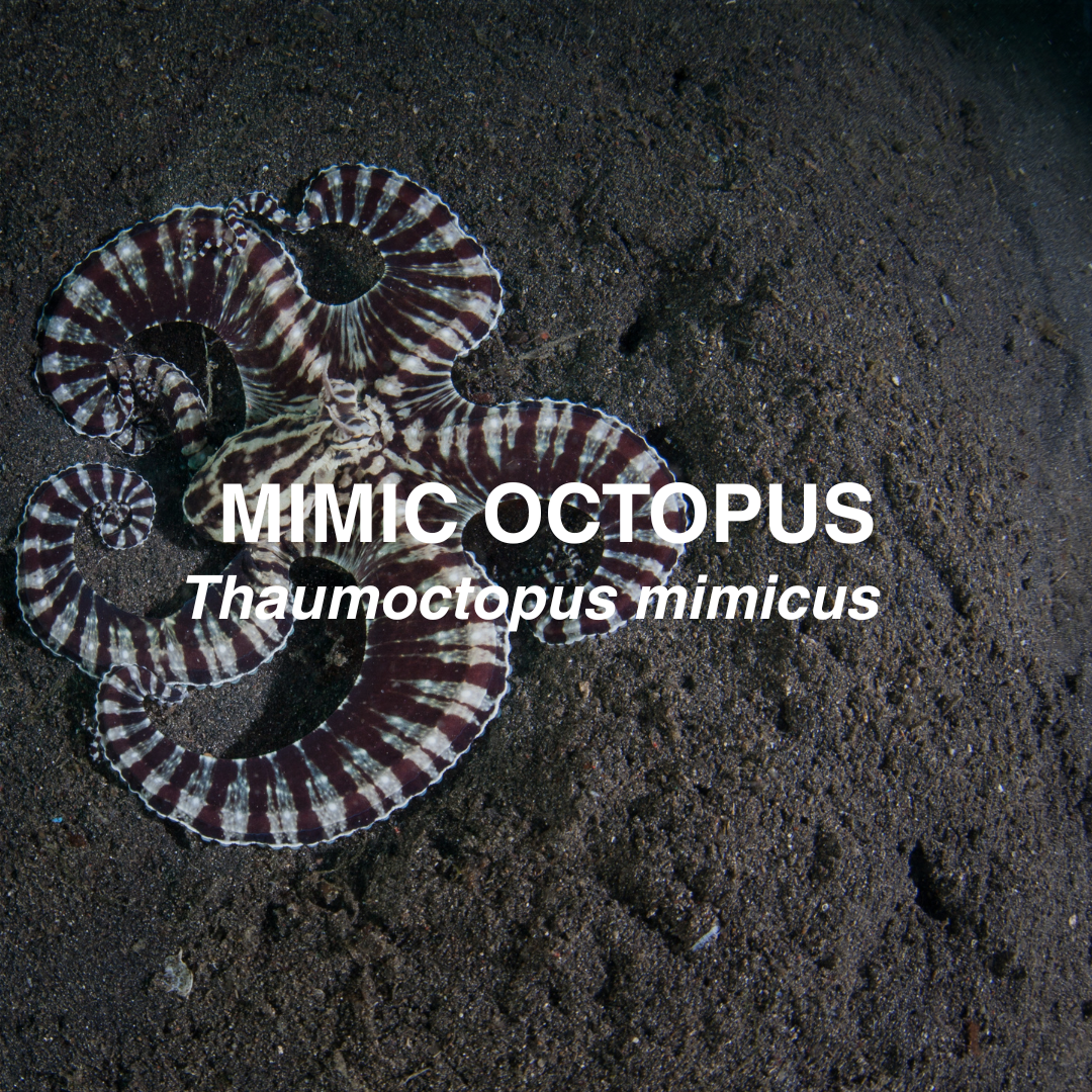 Mimic octopus on sandy seabed.