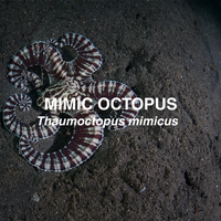 Mimic octopus on sandy seabed.