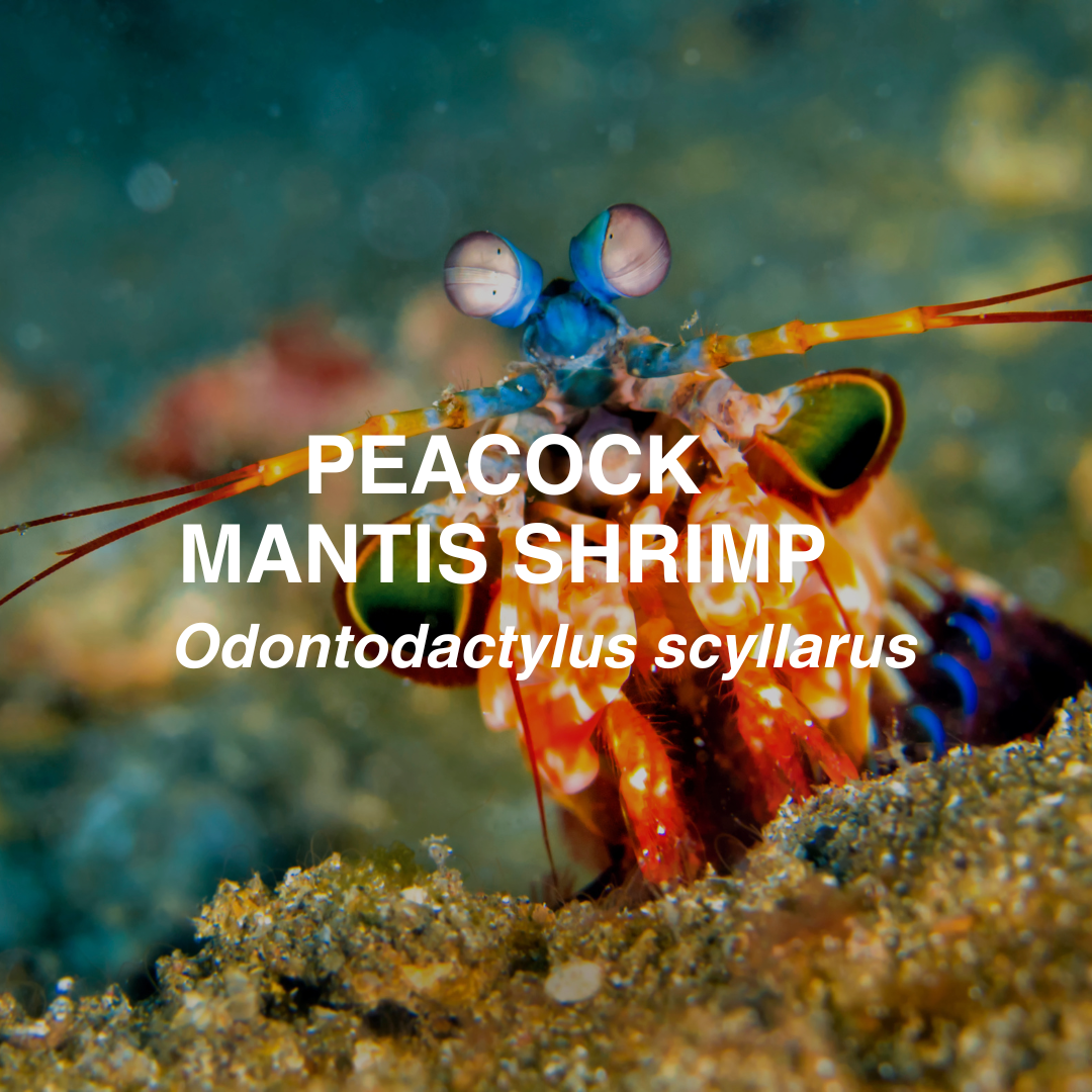Peacock mantis shrimp with text overlay on a blurred underwater background