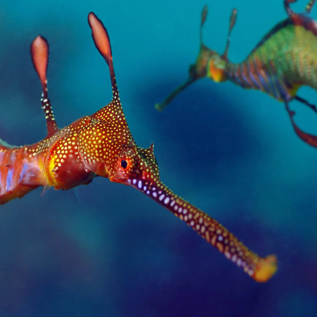 Colorful dragonfish with a blurred background