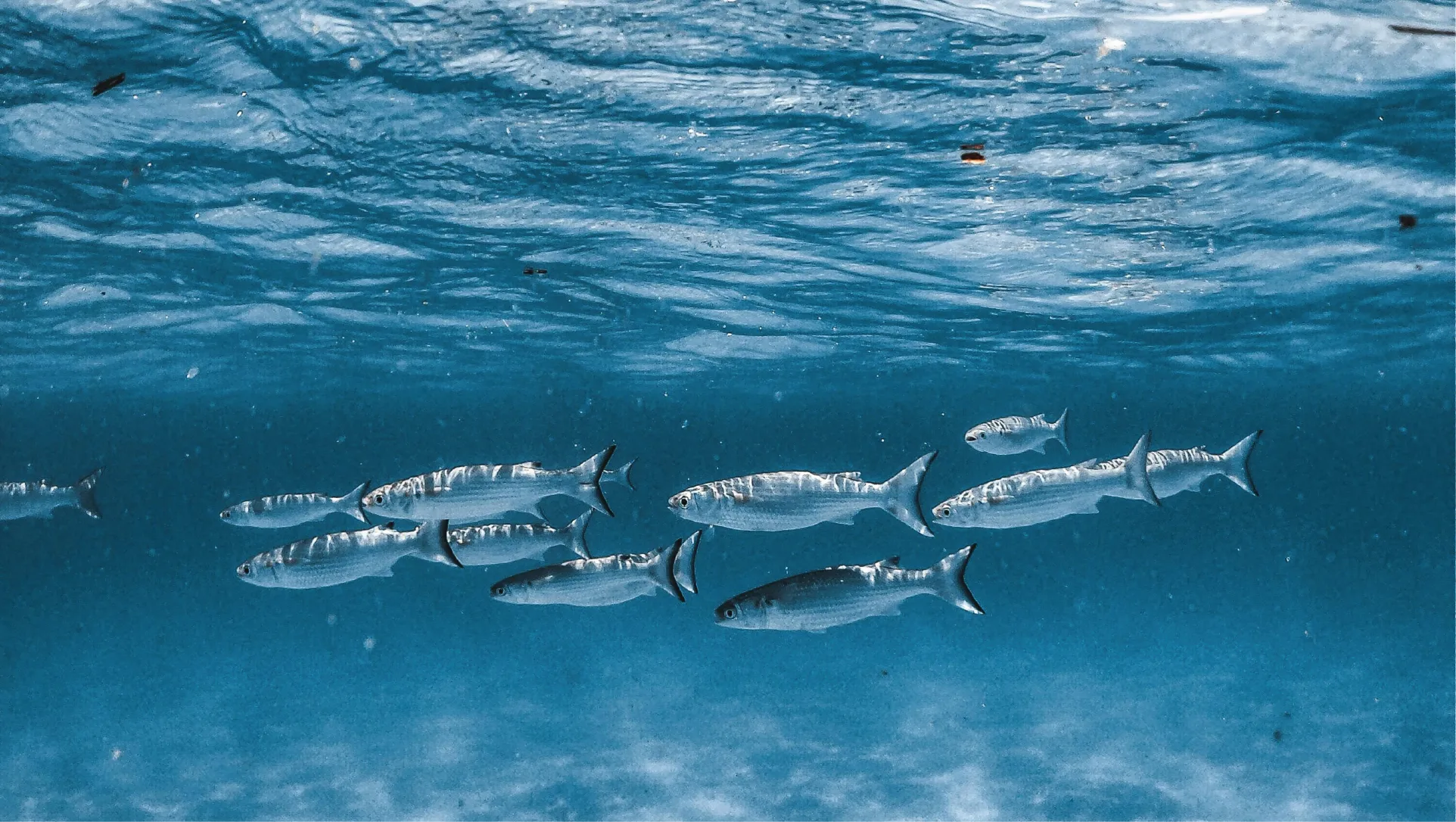School of fish swimming in clear blue water