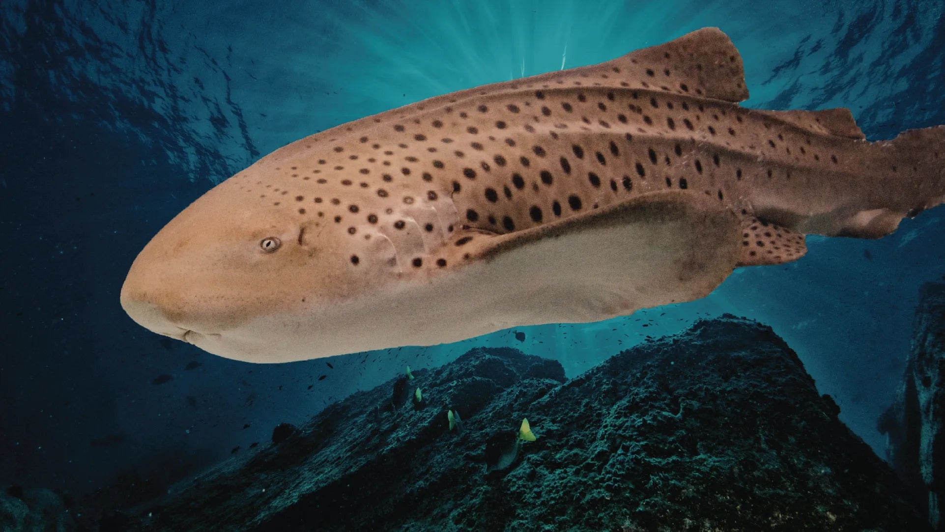 Nurse Shark swimming in the ocean with a dark blue background