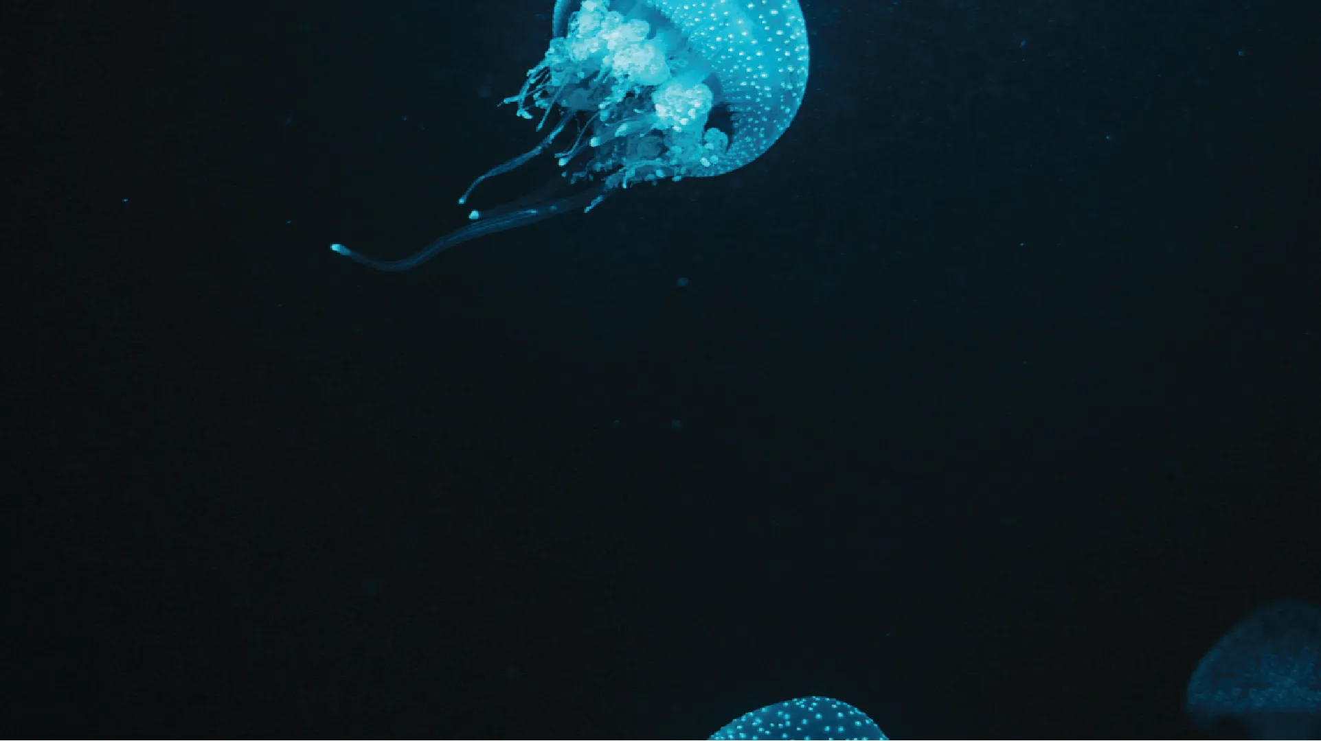 Blue jellyfish floating in the dark water
