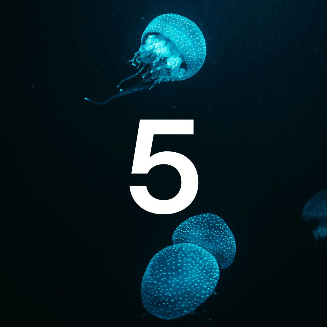 Three glowing jellyfishes with the number '5' on a dark background
