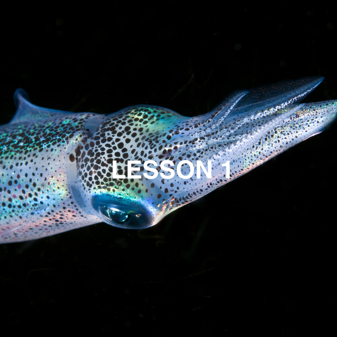 Colourful squid.