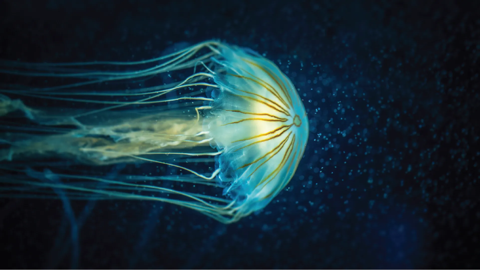 Glowing jellyfish against a dark blue underwater background