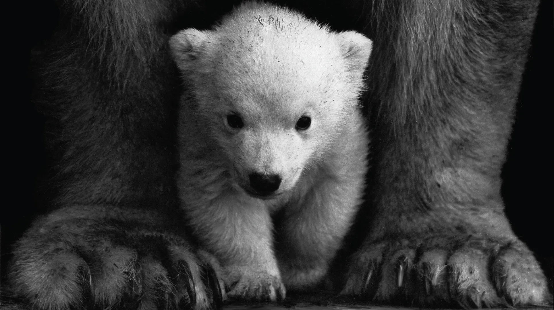 Black and white photo of a polar bear cub sitting between two adult polar bears.