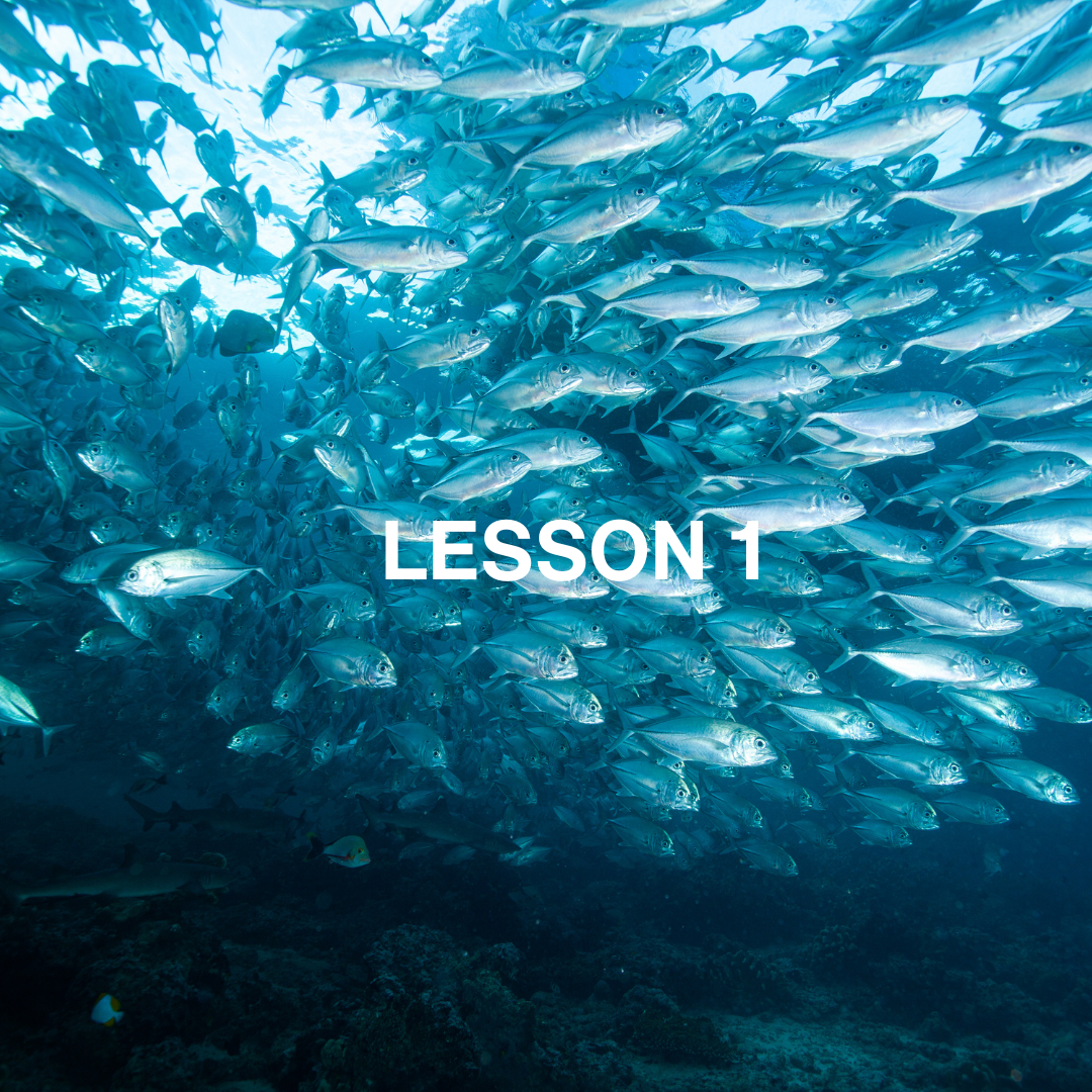School of fish underwater with 'LESSON 1' text overlay