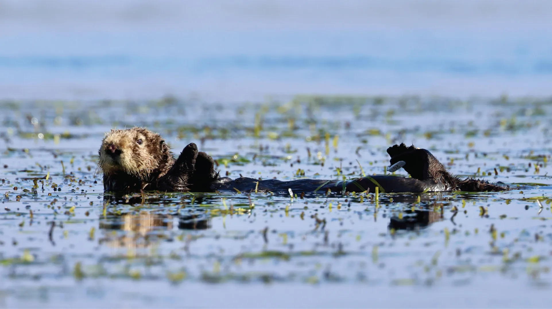 Two sea otters swimming in a body of water with a blurred background