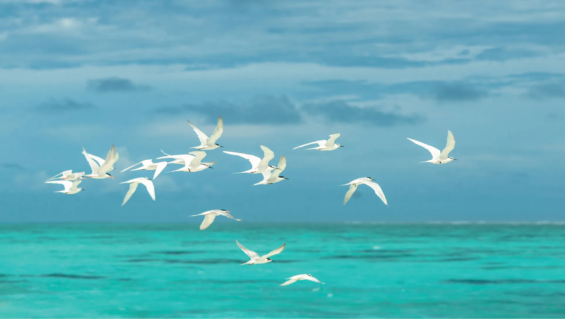 Birds flying over a turquoise ocean with a clear blue sky.