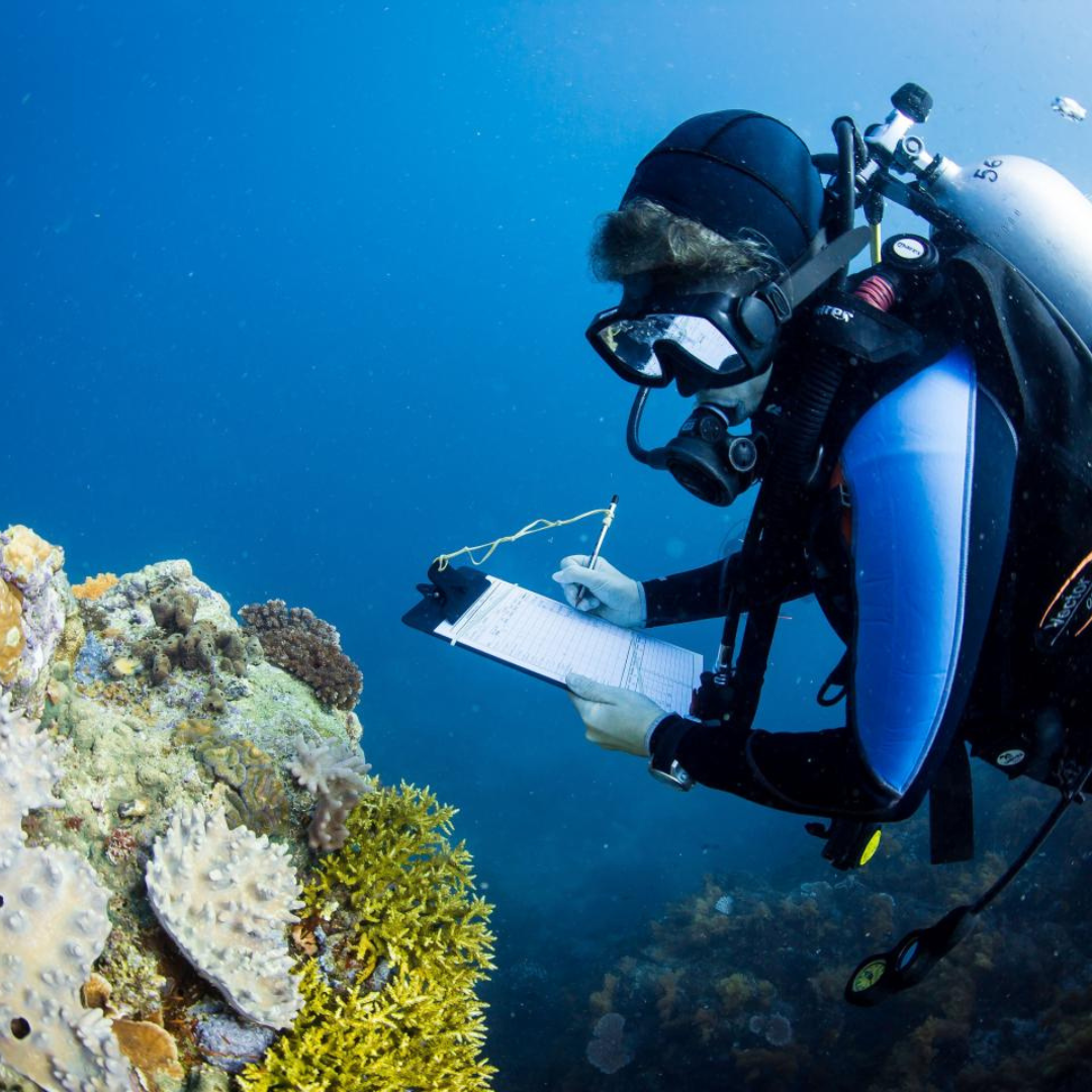 Diver taking notes on a coral reef