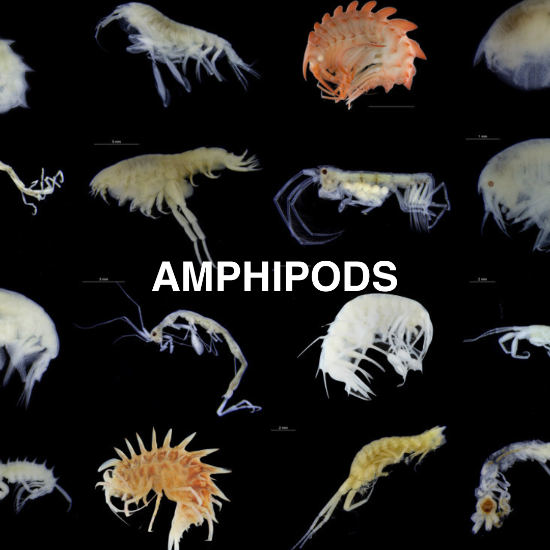 Illustrations of various amphipods on a black background with the word 'AMPHIPODS' displayed.