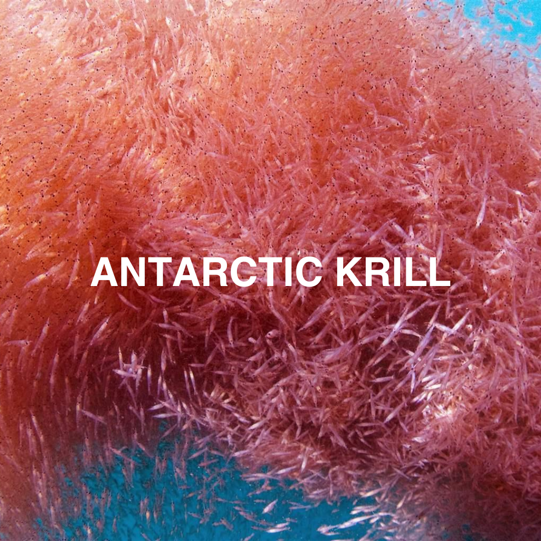 Close-up of Antarctic krill with text overlay on a textured background