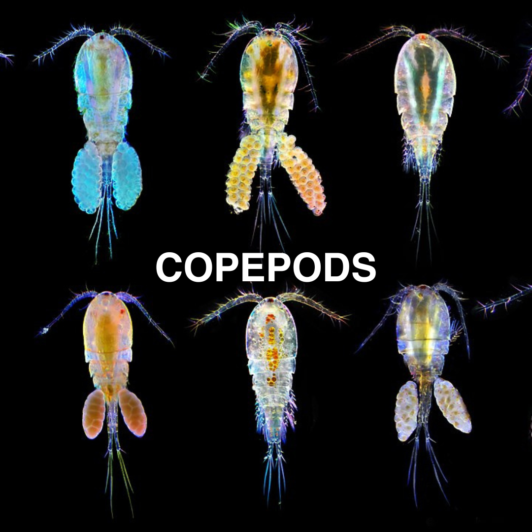 Colorful images of copepods on a black background with 'COPEPODS' text.
