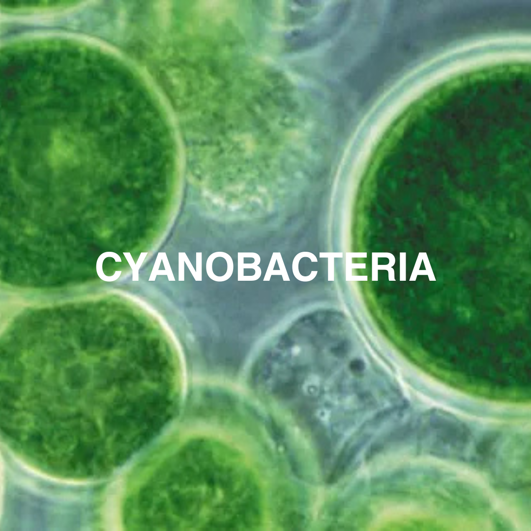 Microscopic view of cyanobacteria with the word 'CYANOBACTERIA' overlaid.