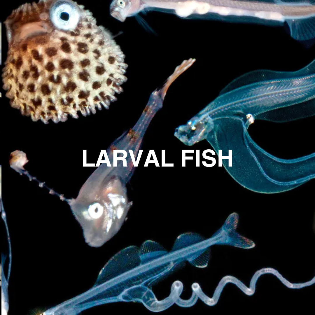 Various larval fish on a black background with 'LARVAL FISH' text.