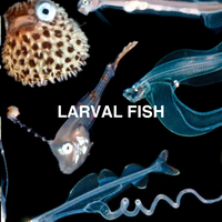 Various larval fish on a black background with 'LARVAL FISH' text.