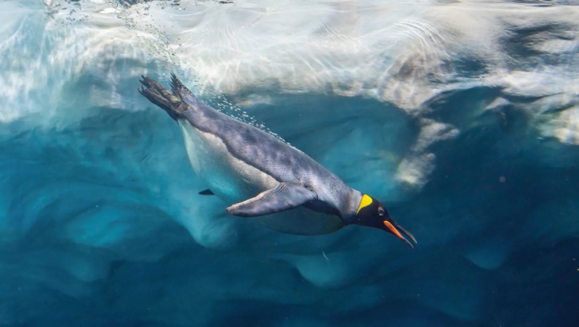 Penguin swimming underwater with icebergs in the background