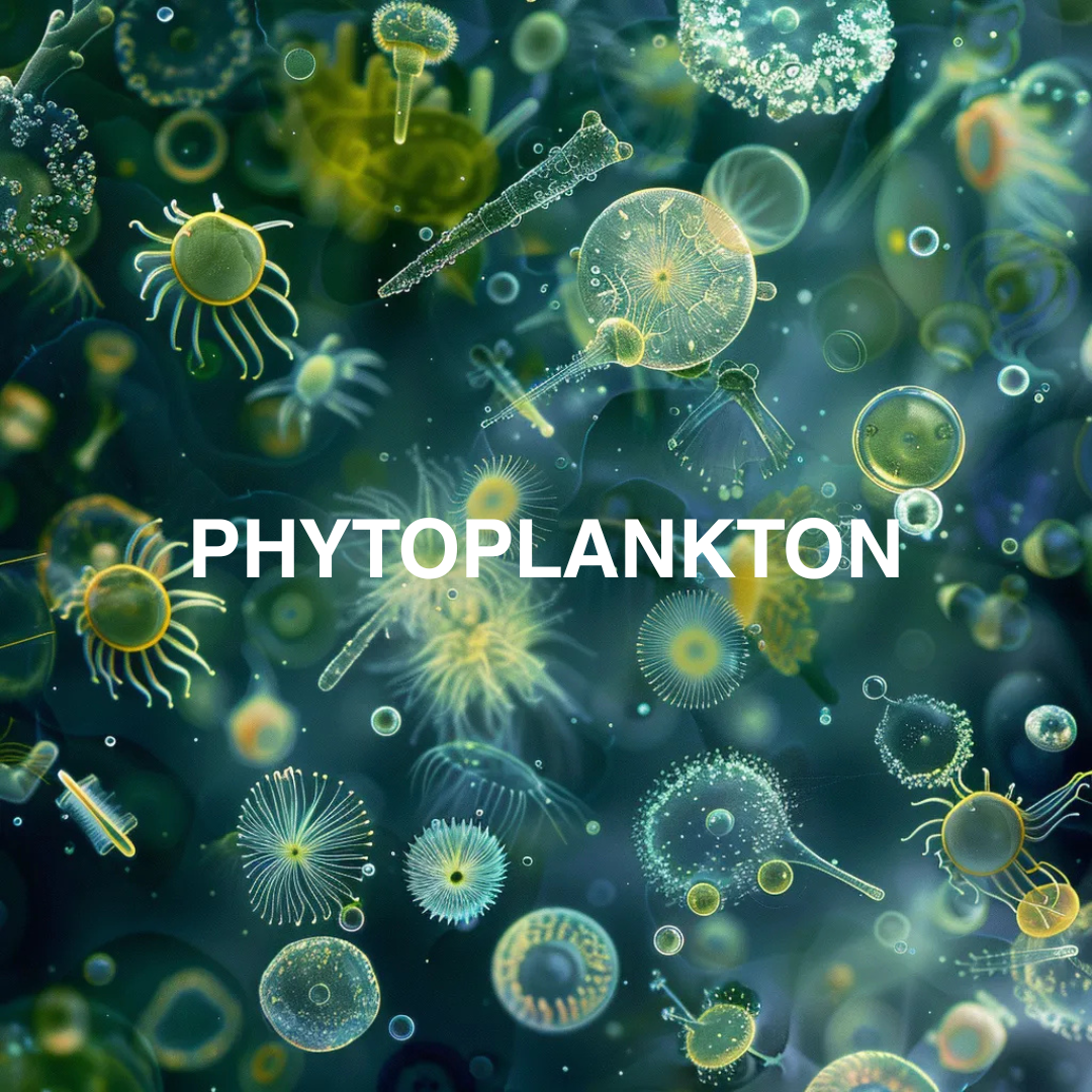 Illustration of various types of phytoplankton with the word 'PHYTOPLANKTON' in the center.