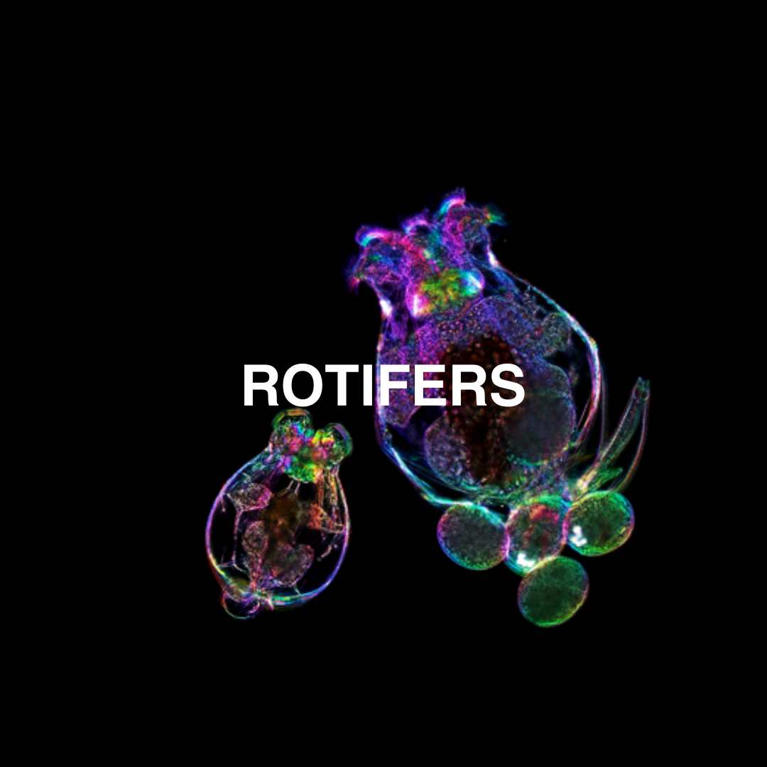 Colorful illustration of rotifers with the word 'ROTIFERS' on a black background