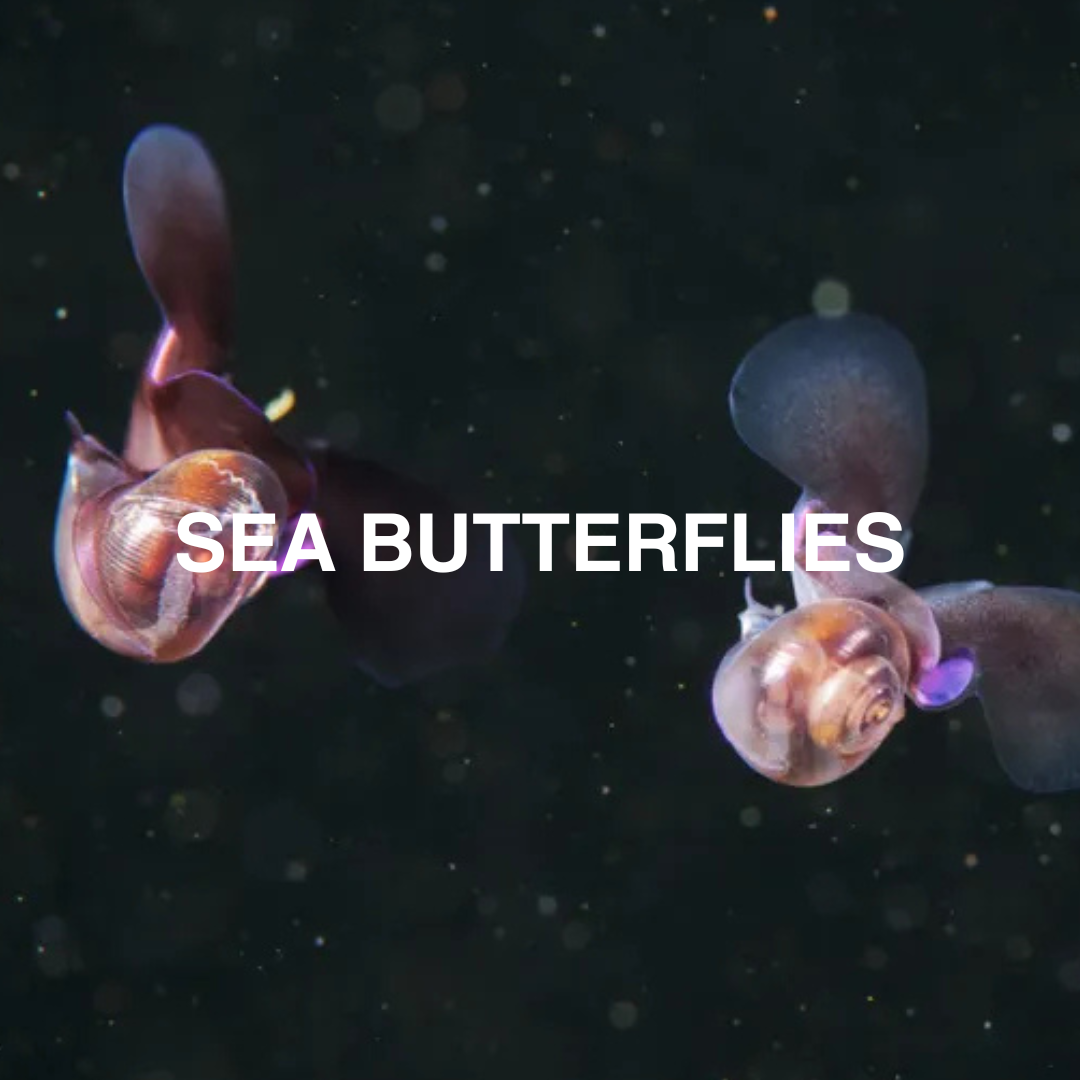 Two sea butterflies swimming in water with a dark background