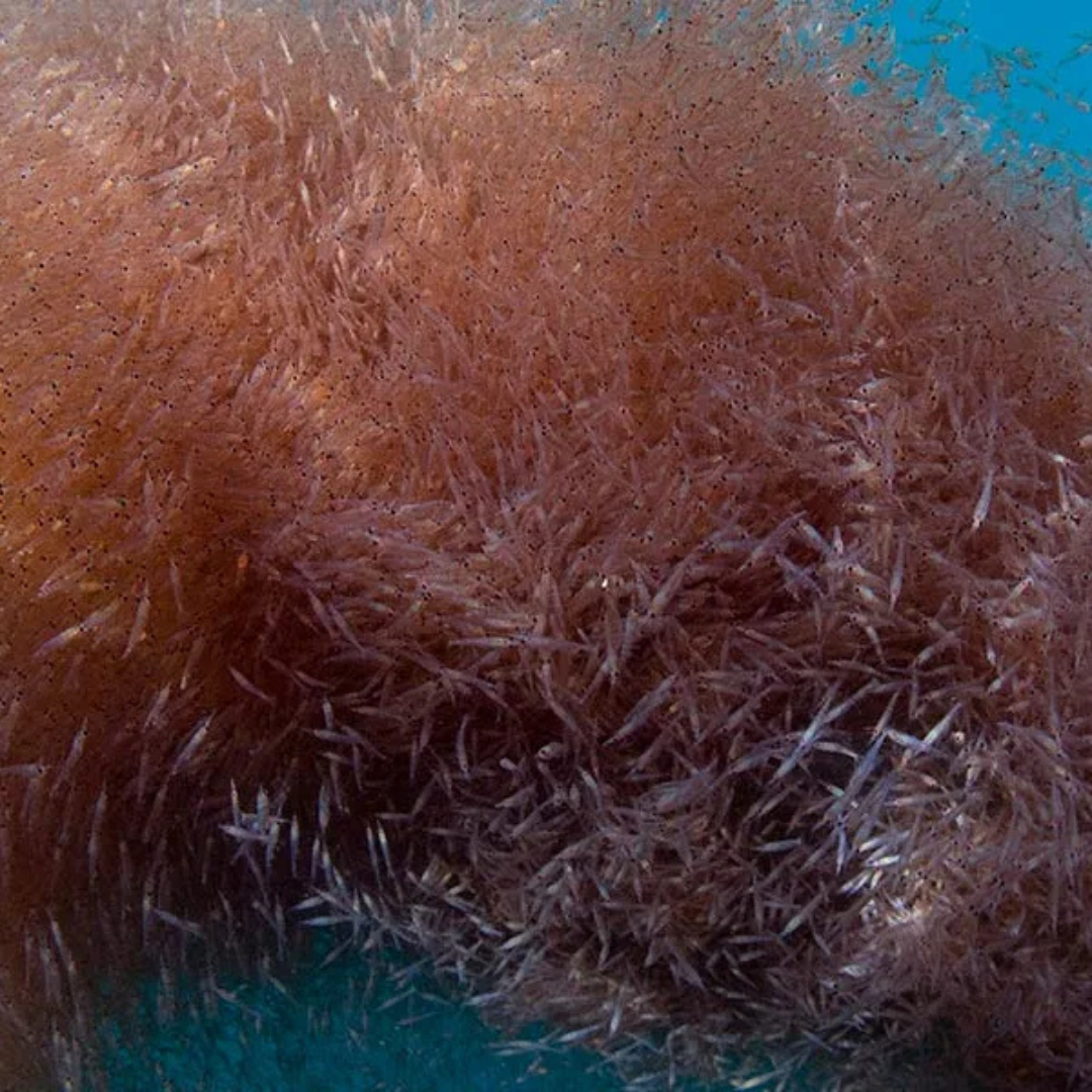 Pink krill swimming in the ocean.