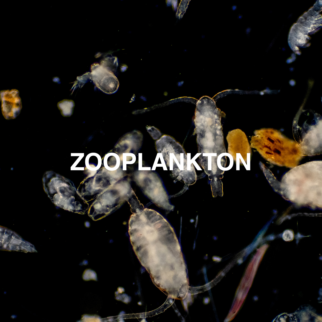 Microscopic view of zooplankton with 'ZOOPLANKTON' text overlay on a black background