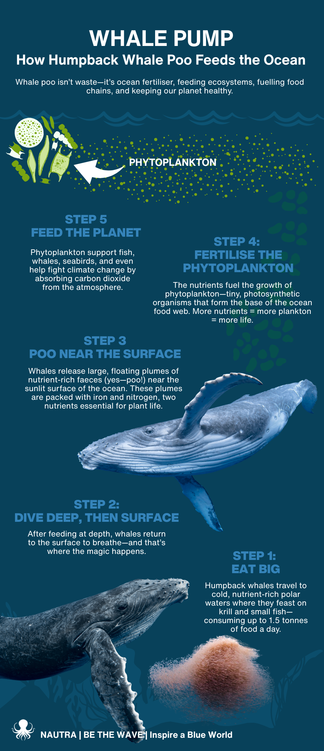 Infographic explaining how humpback whale poop feeds the ocean, featuring a whale and poop illustration.