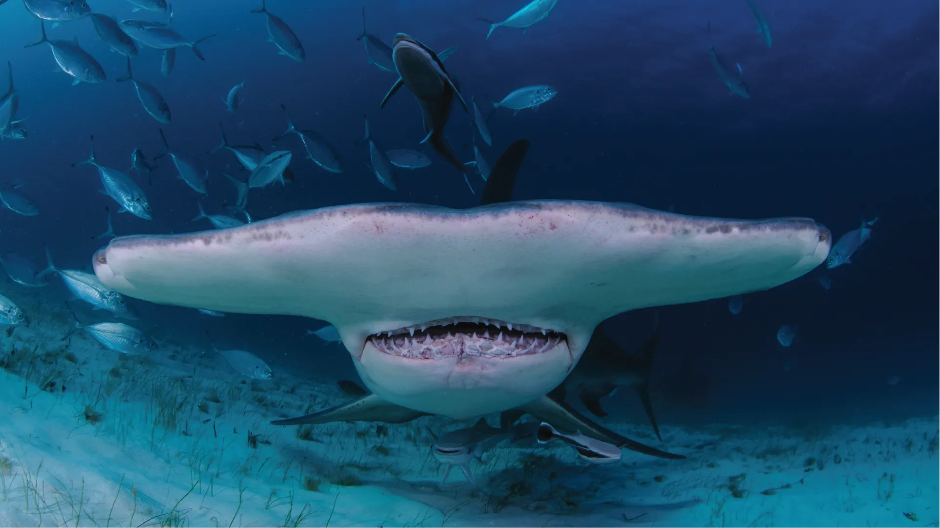 Close-up of a shark underwater with a school of fish in the background