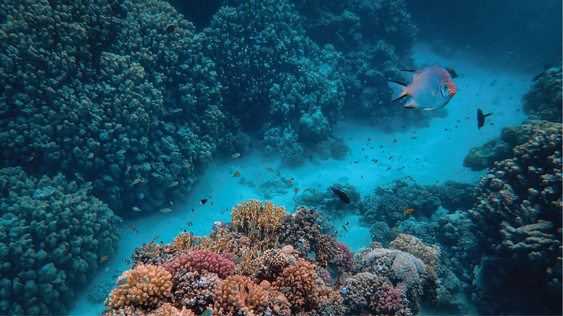 Underwater scene with coral reef and fish in a tropical ocean.