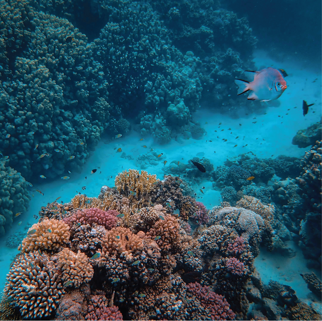 Fish swimming next to pink coral. 