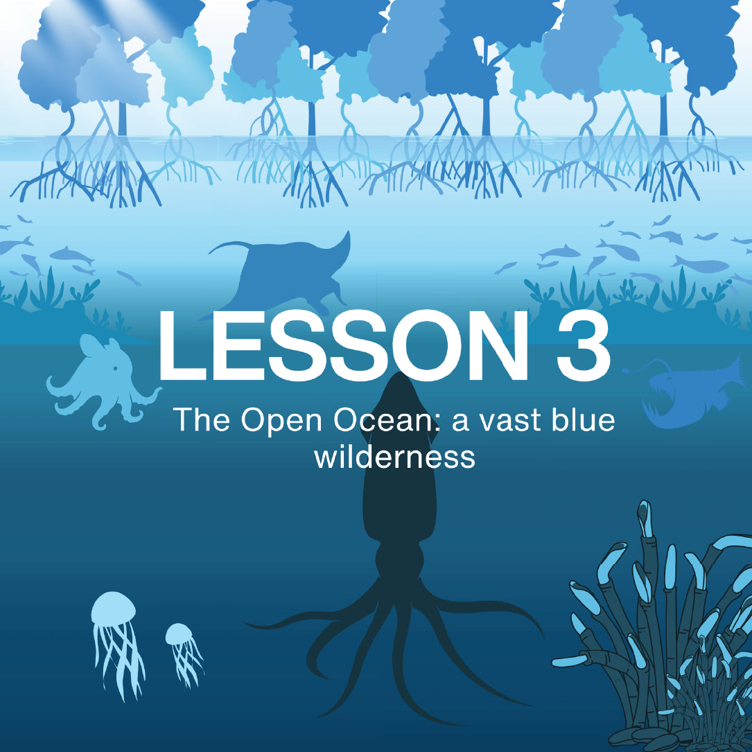 Educational graphic about the Open Ocean with marine life illustrations and text from NAUTRA's BE THE WAVE Educational Platform. 