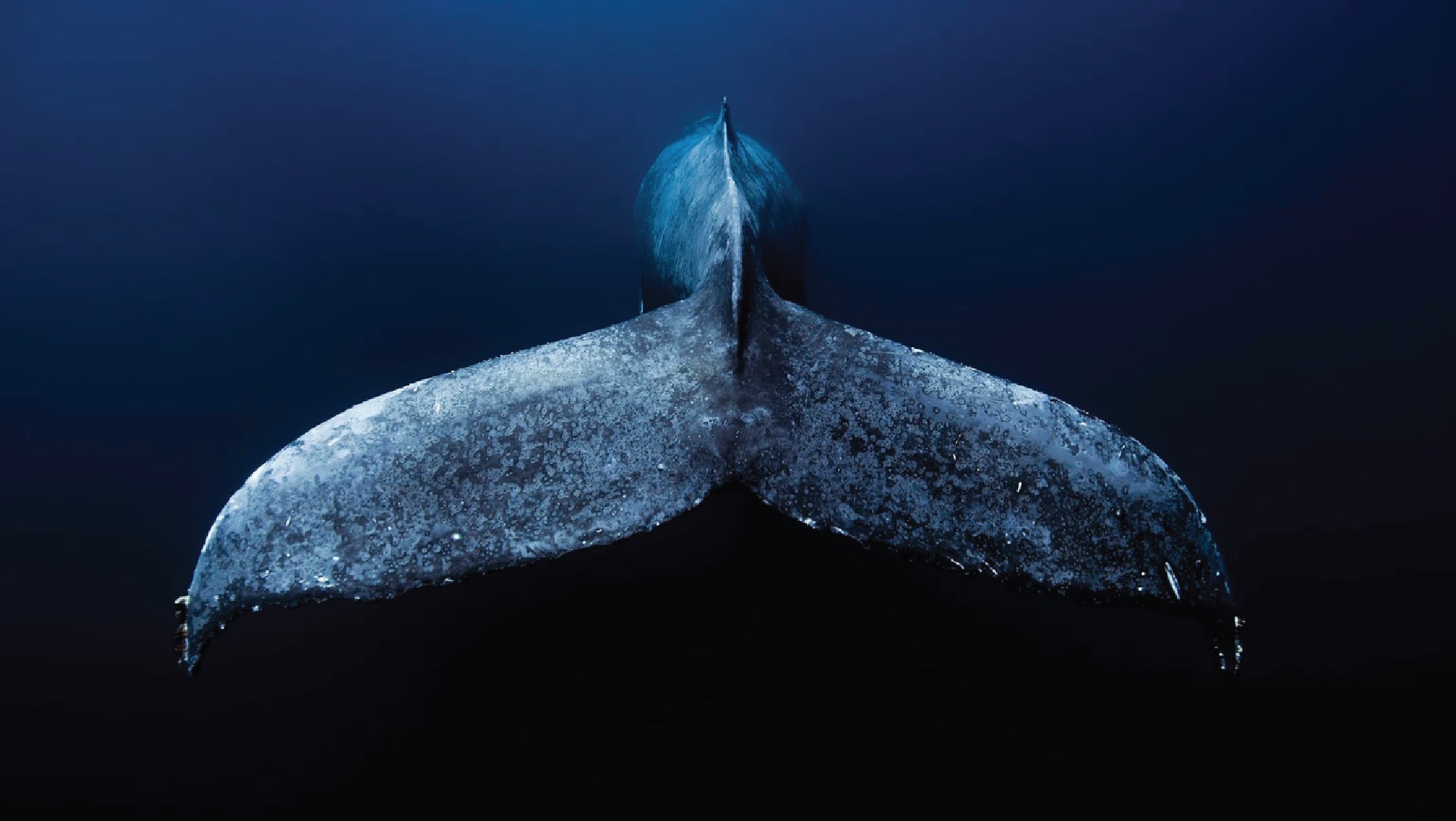Close-up of a whale's tail fin underwater with a dark blue background from NAUTRA's BE THE WAVE Educational Platform.