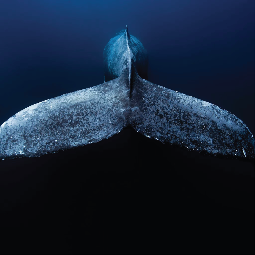 Whale tail fin underwater against a dark blue background
