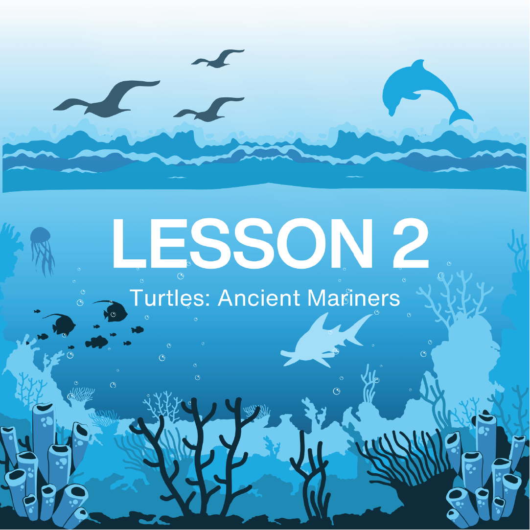 Underwater scene with sharks, coral, and birds, featuring the text 'LESSON 1 Turtles: Ancient Mariners', from NAUTRA's BE THE WAVE Educational Platform.
