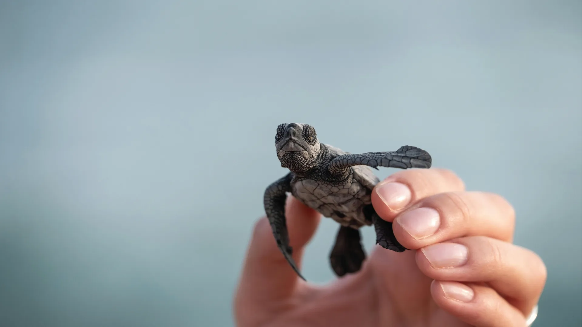 Person holding a small turtle against a blurred background
