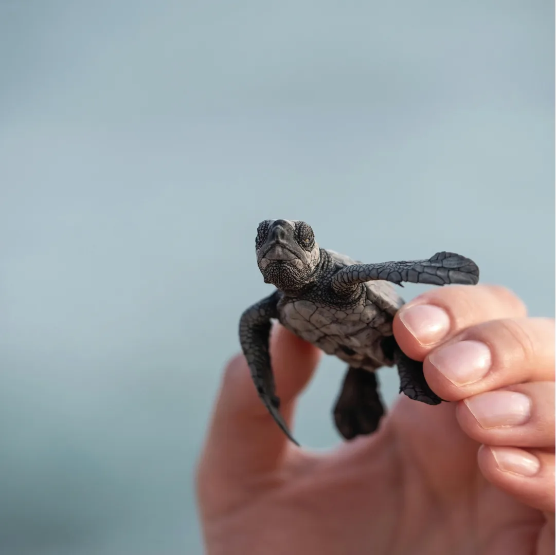 Small turtle held by a person with blurred background