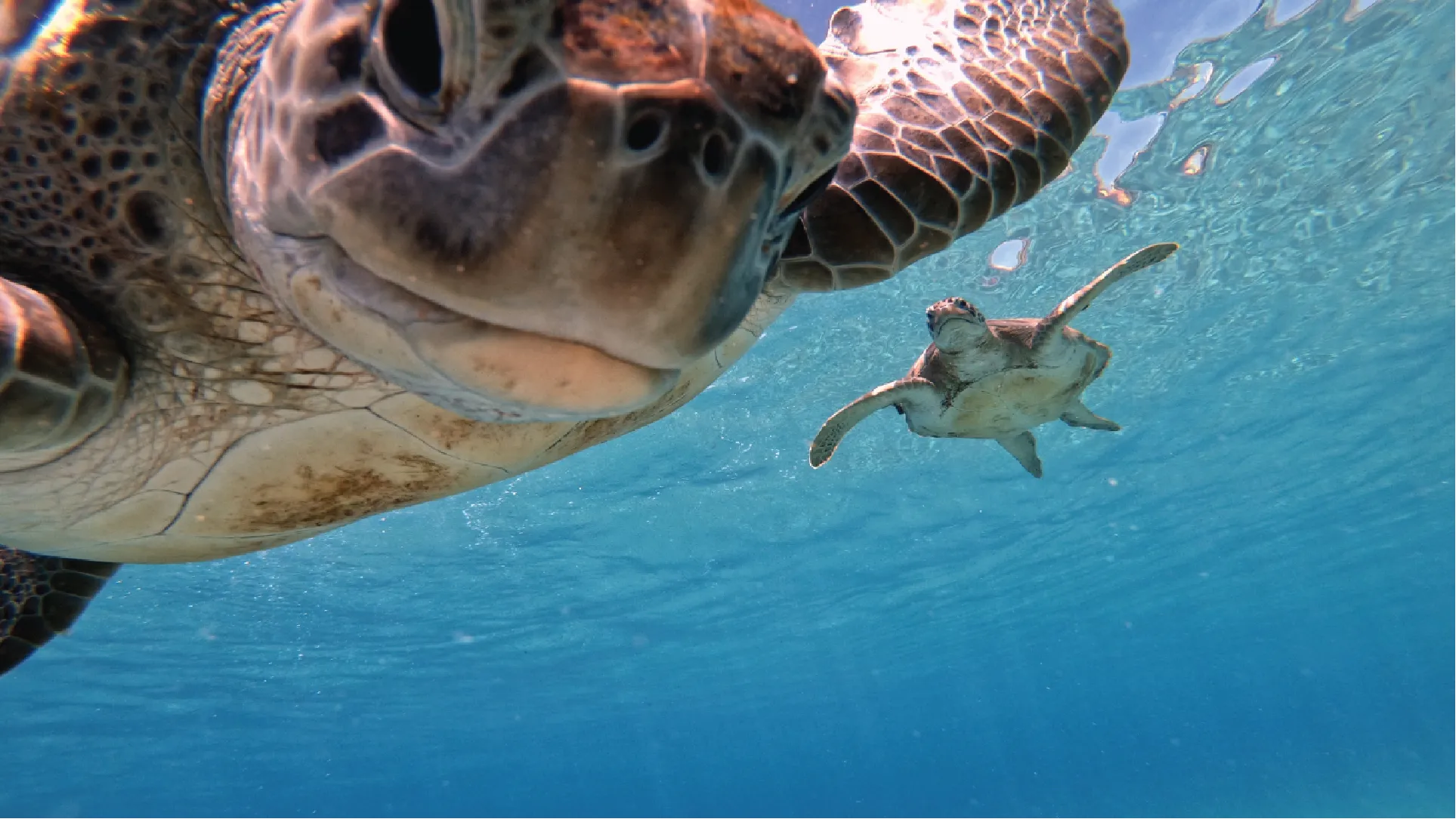 Close-up of a turtle underwater with another turtle in the background.
