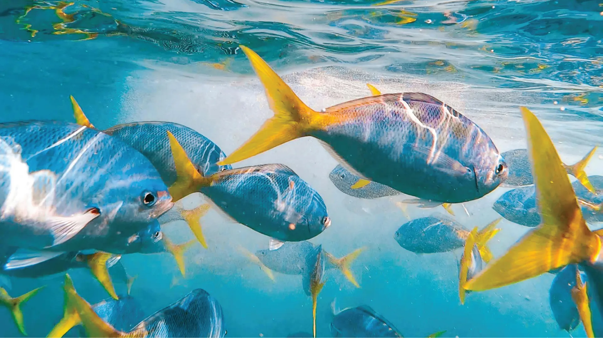 School of fish swimming in clear blue water