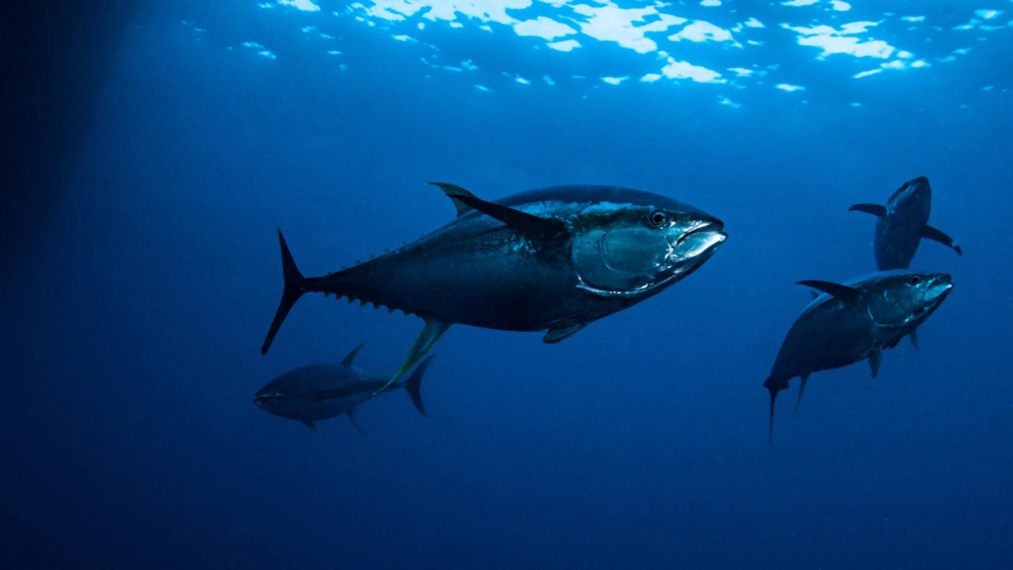 School_of_bluefin_tuna_swimming_underwater.