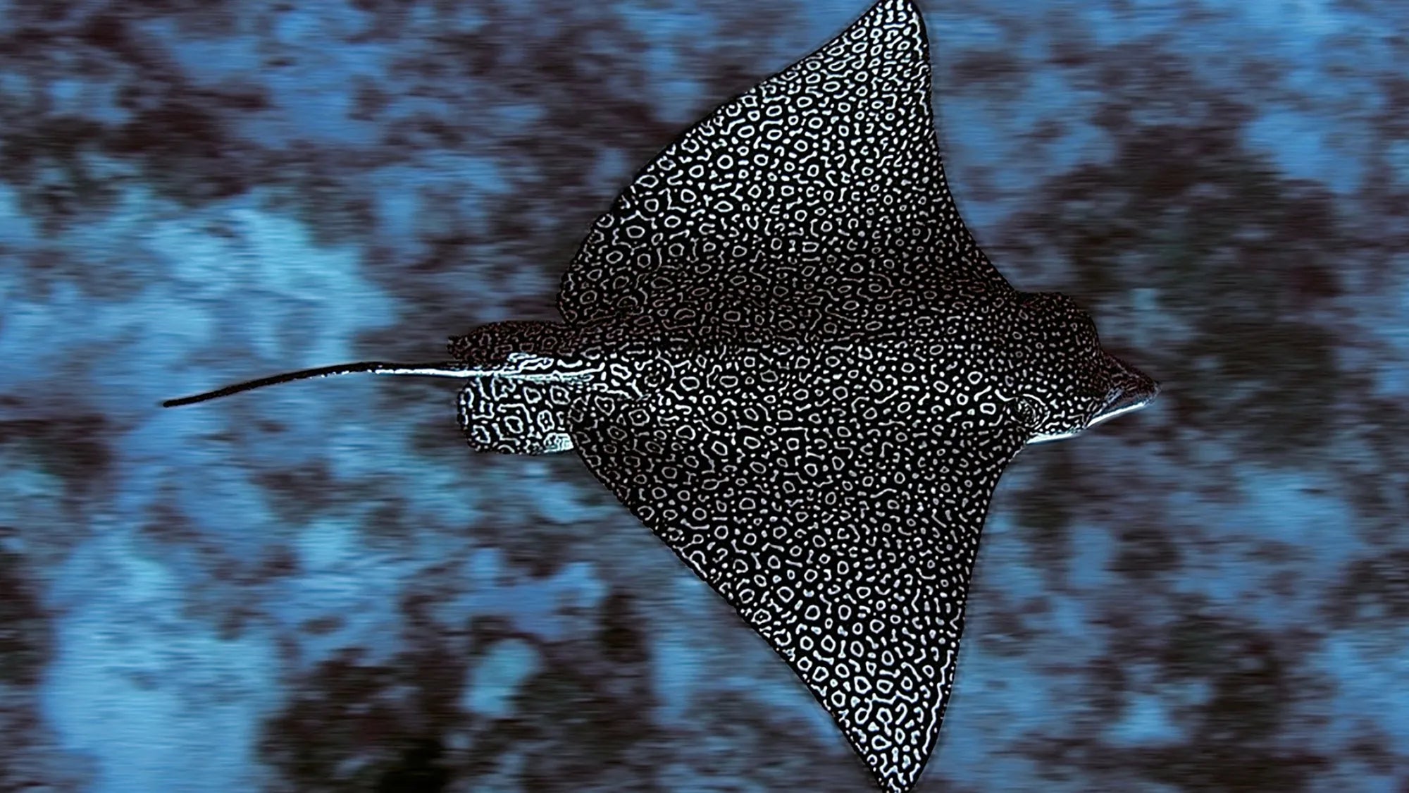 Spotted eagle ray gliding underwater, viewed from above with patterned wings extended.