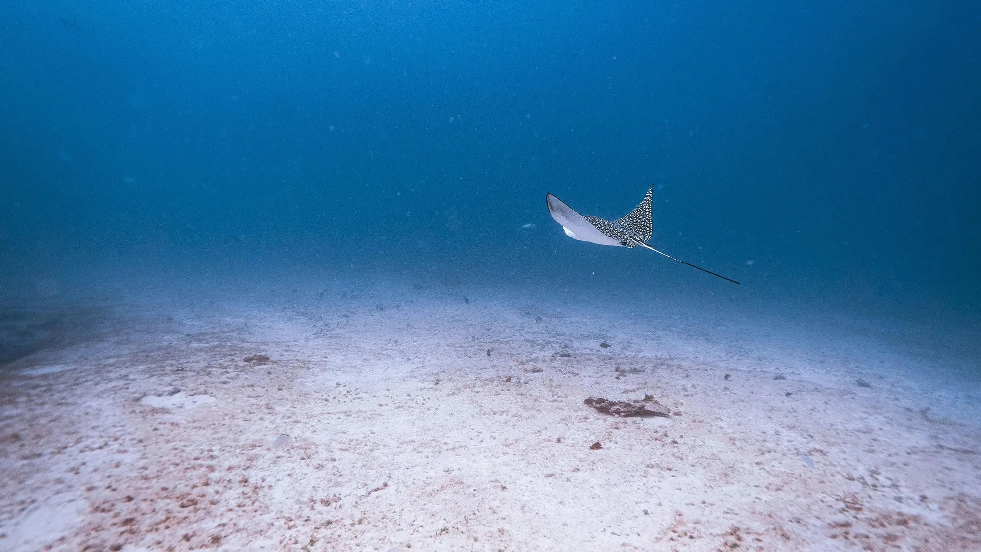 Spotted Eagle Ray gracefully swimming underwater