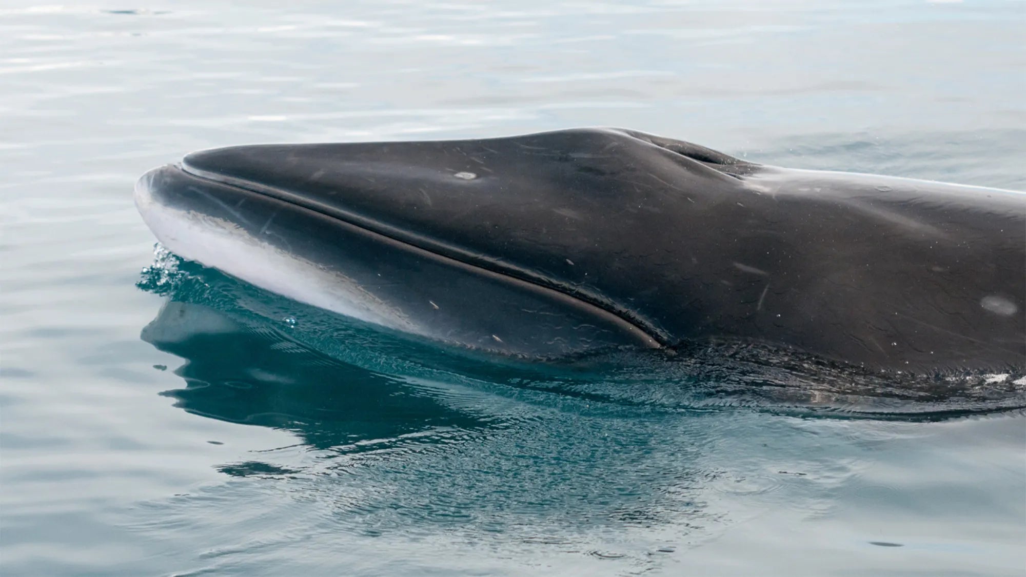 Minke Whale coming up for air in the ocean.
