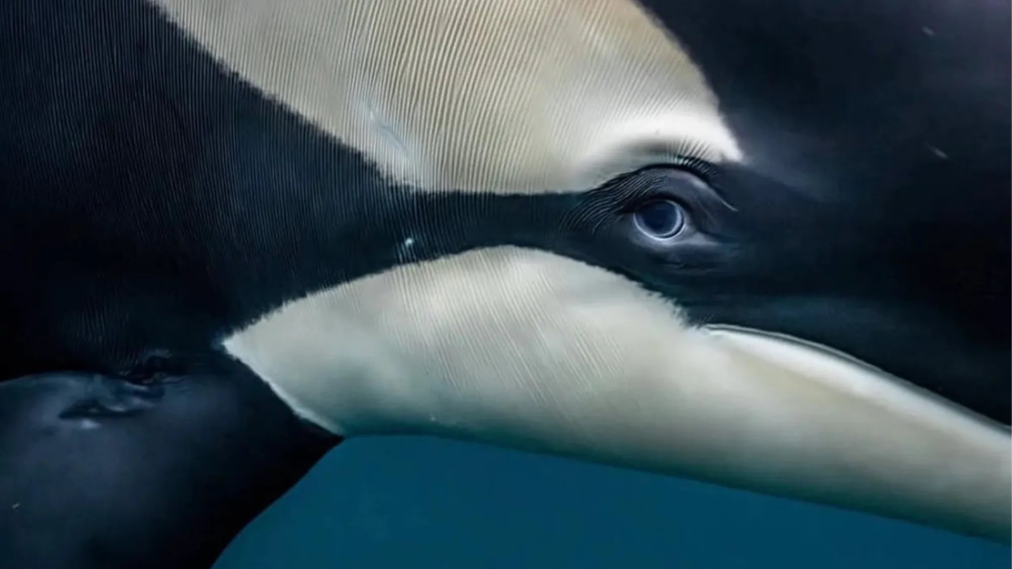 Close-up of an orca swimming underwater, showing distinctive black and white markings.